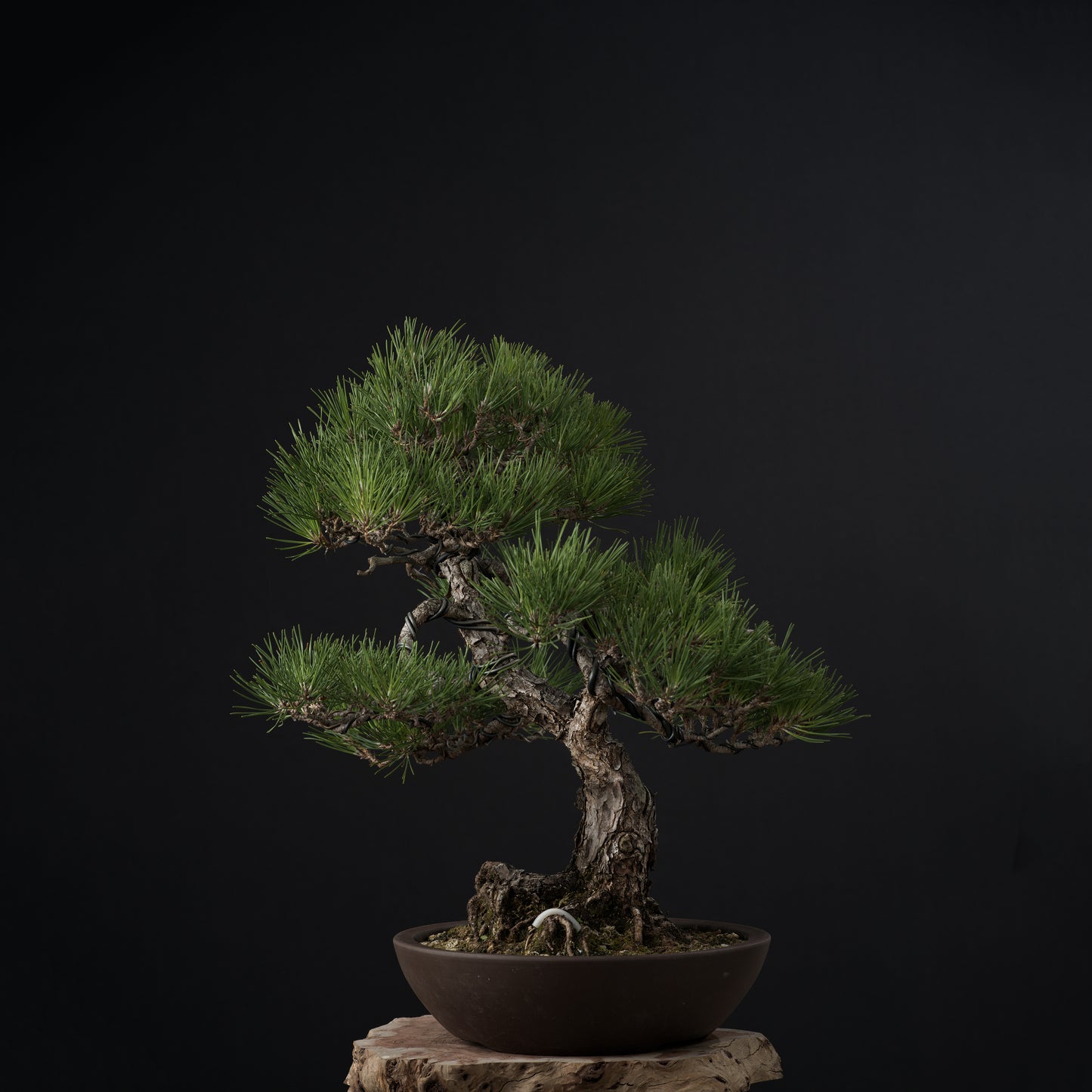 Japanese Black Pine #1