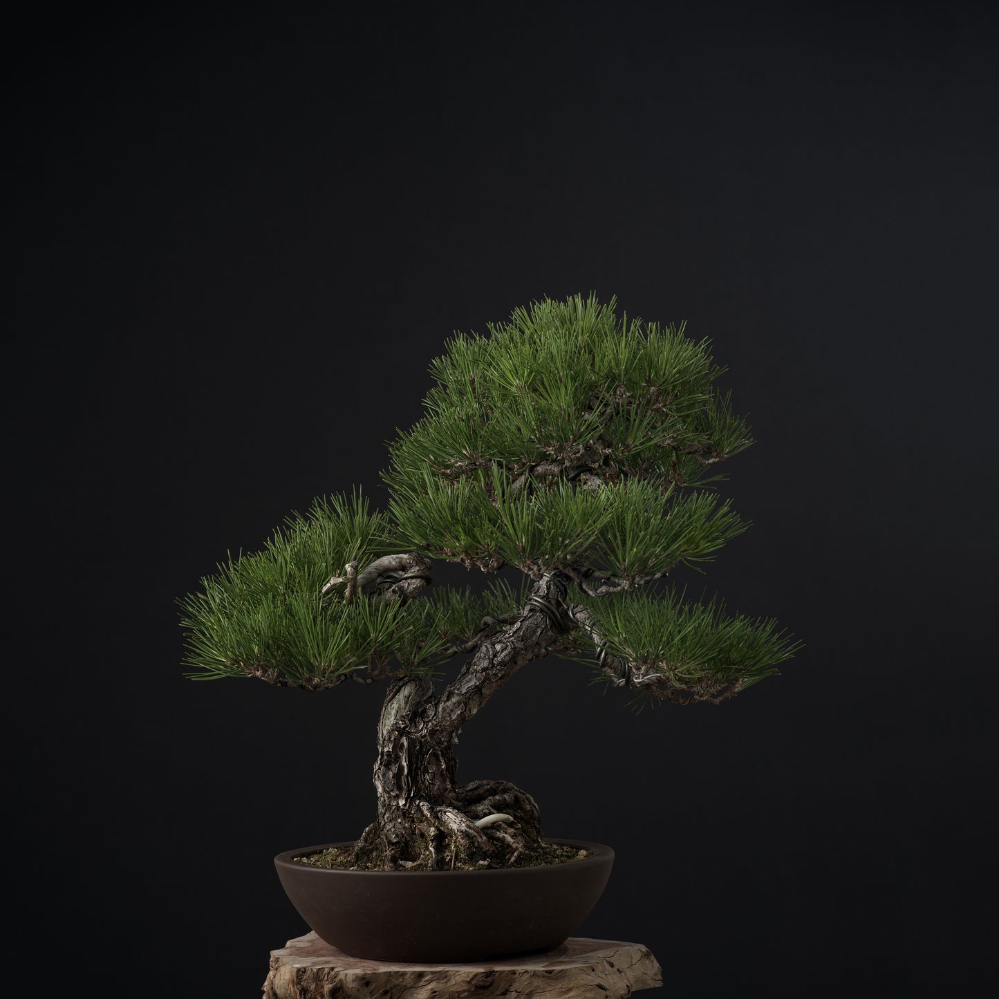 Japanese Black Pine #1