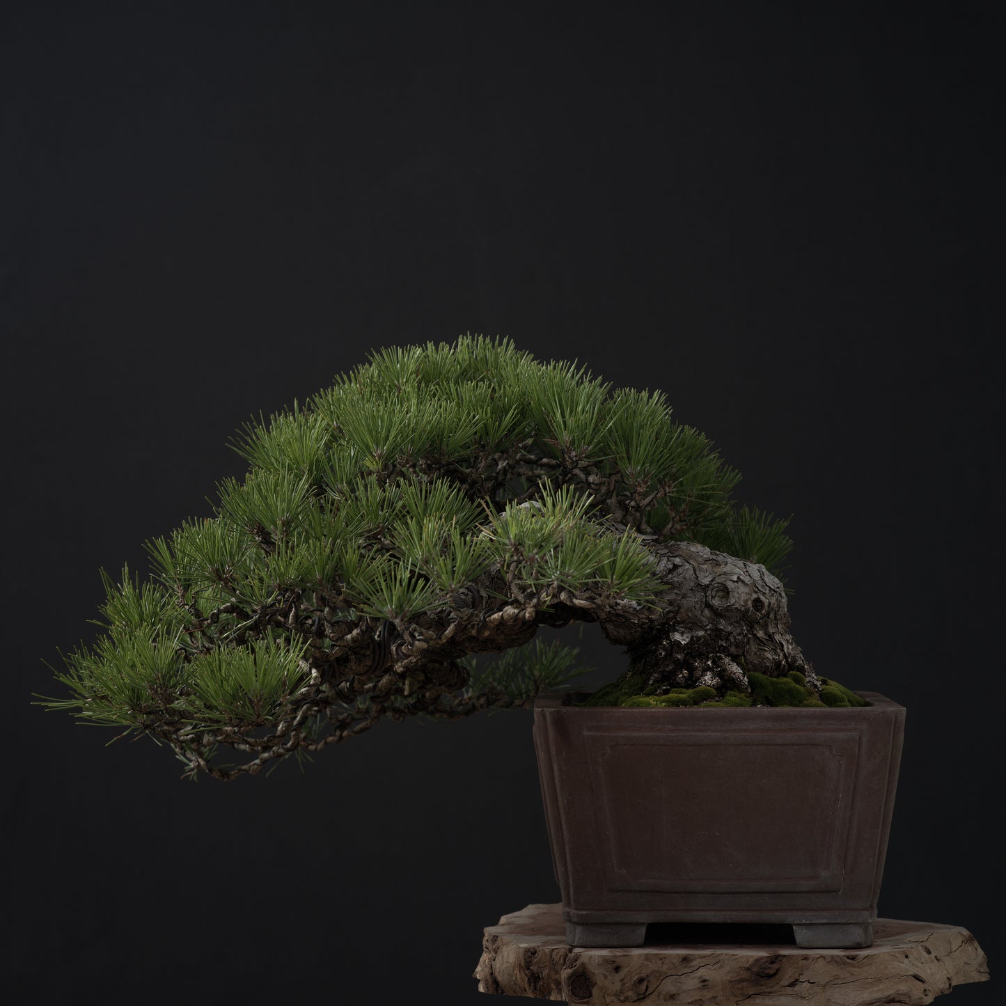 Japanese Black Pine #2