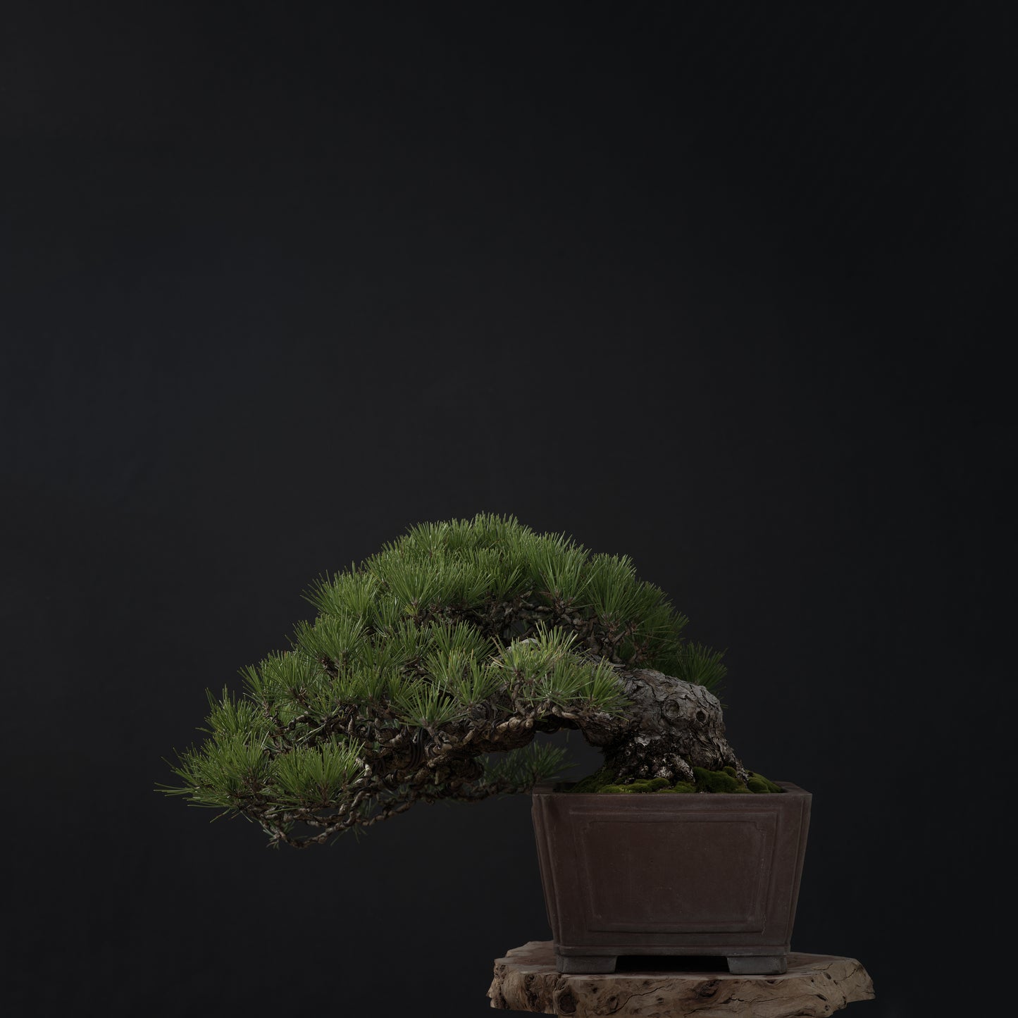 Japanese Black Pine #2