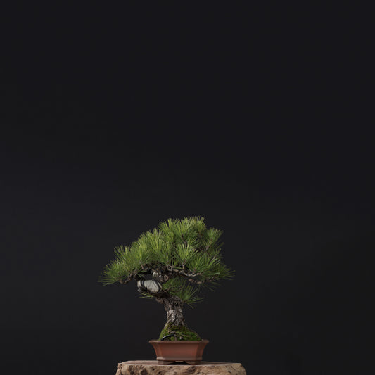 Japanese Black Pine #3