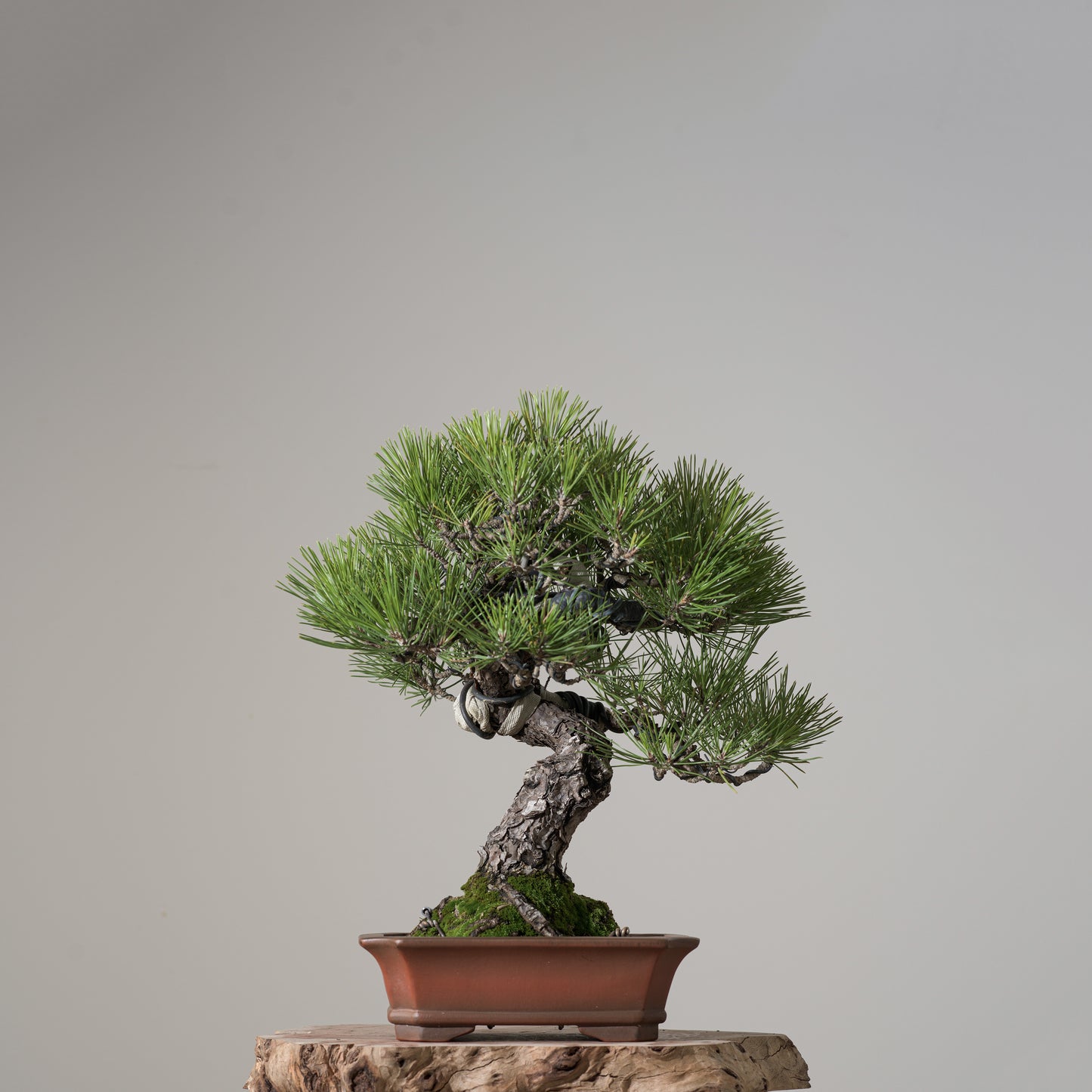 Japanese Black Pine #3