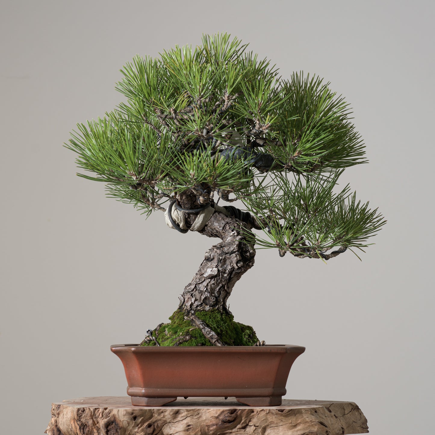 Japanese Black Pine #3