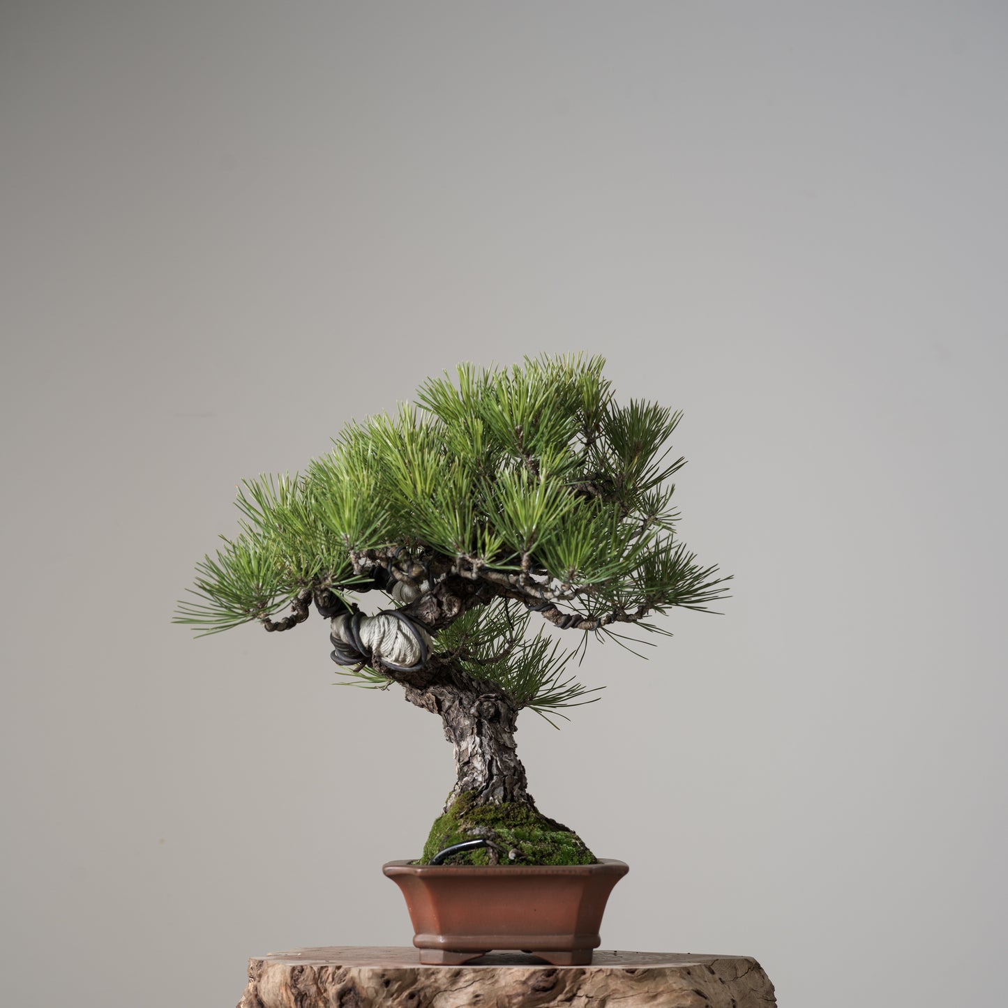 Japanese Black Pine #3