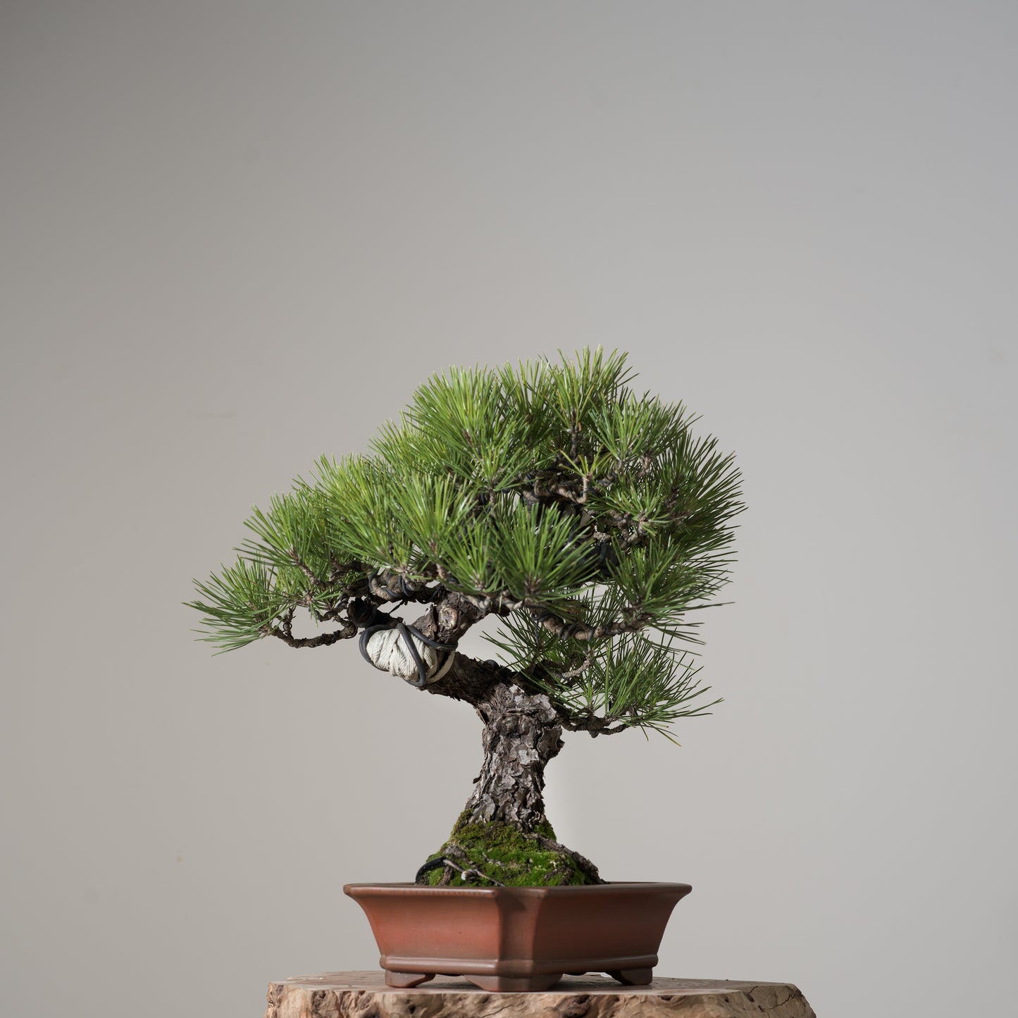 Japanese Black Pine #3