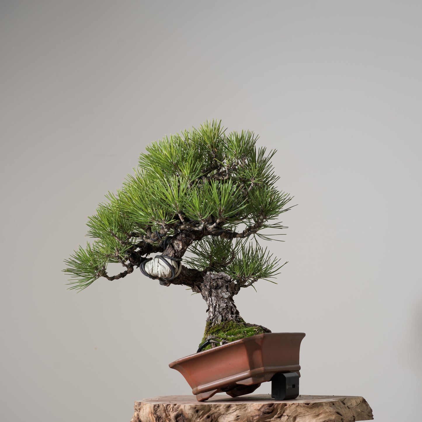 Japanese Black Pine #3