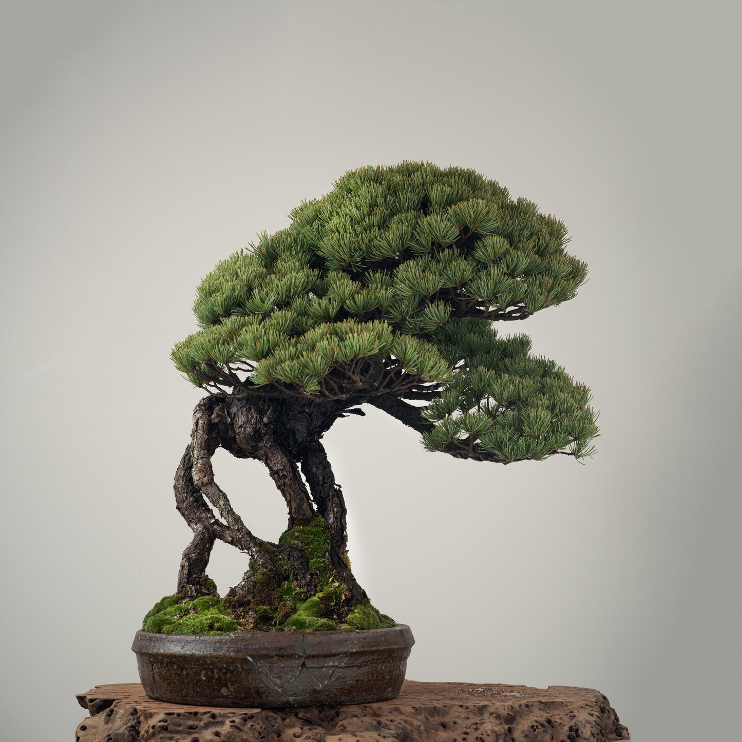 Japanese White Pine #4 "UNKAKU"