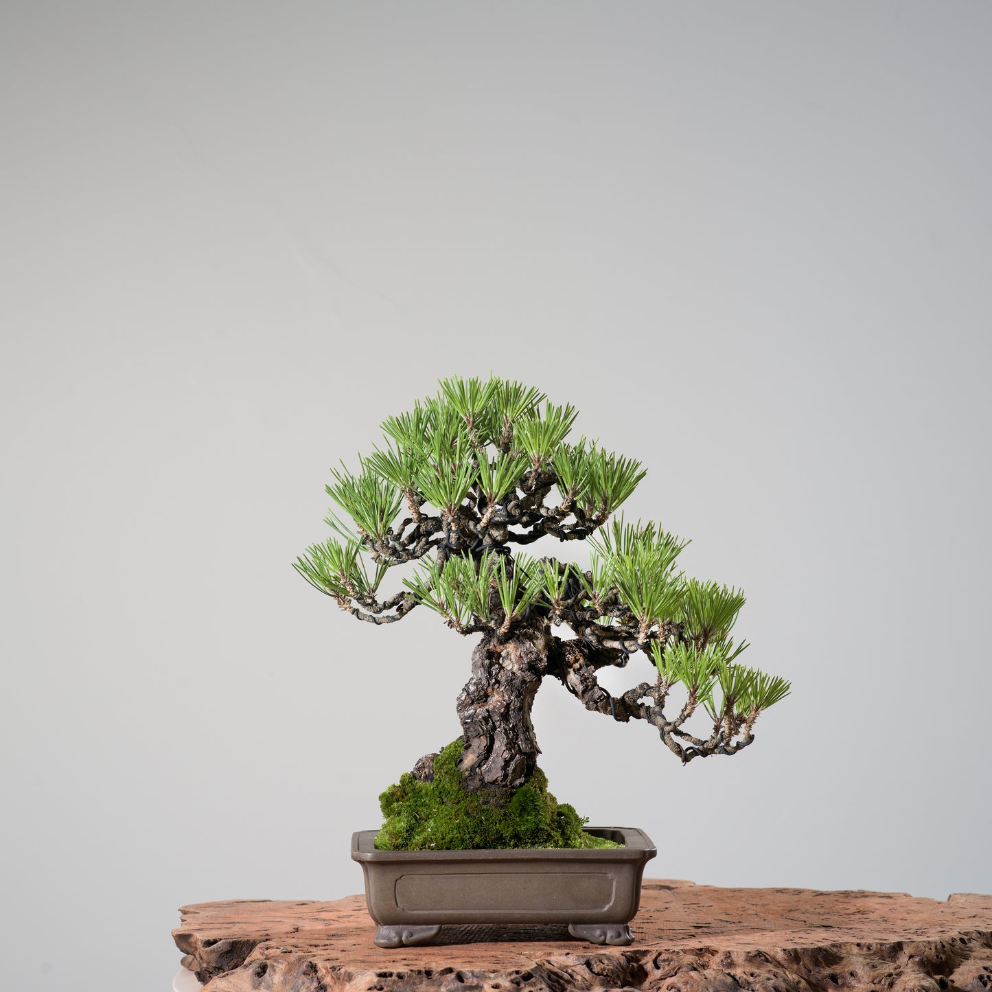 Japanese Black Pine #7