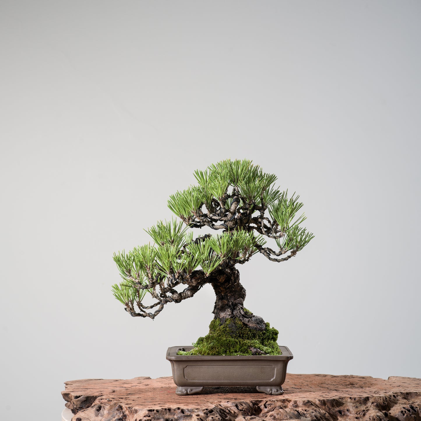 Japanese Black Pine #7