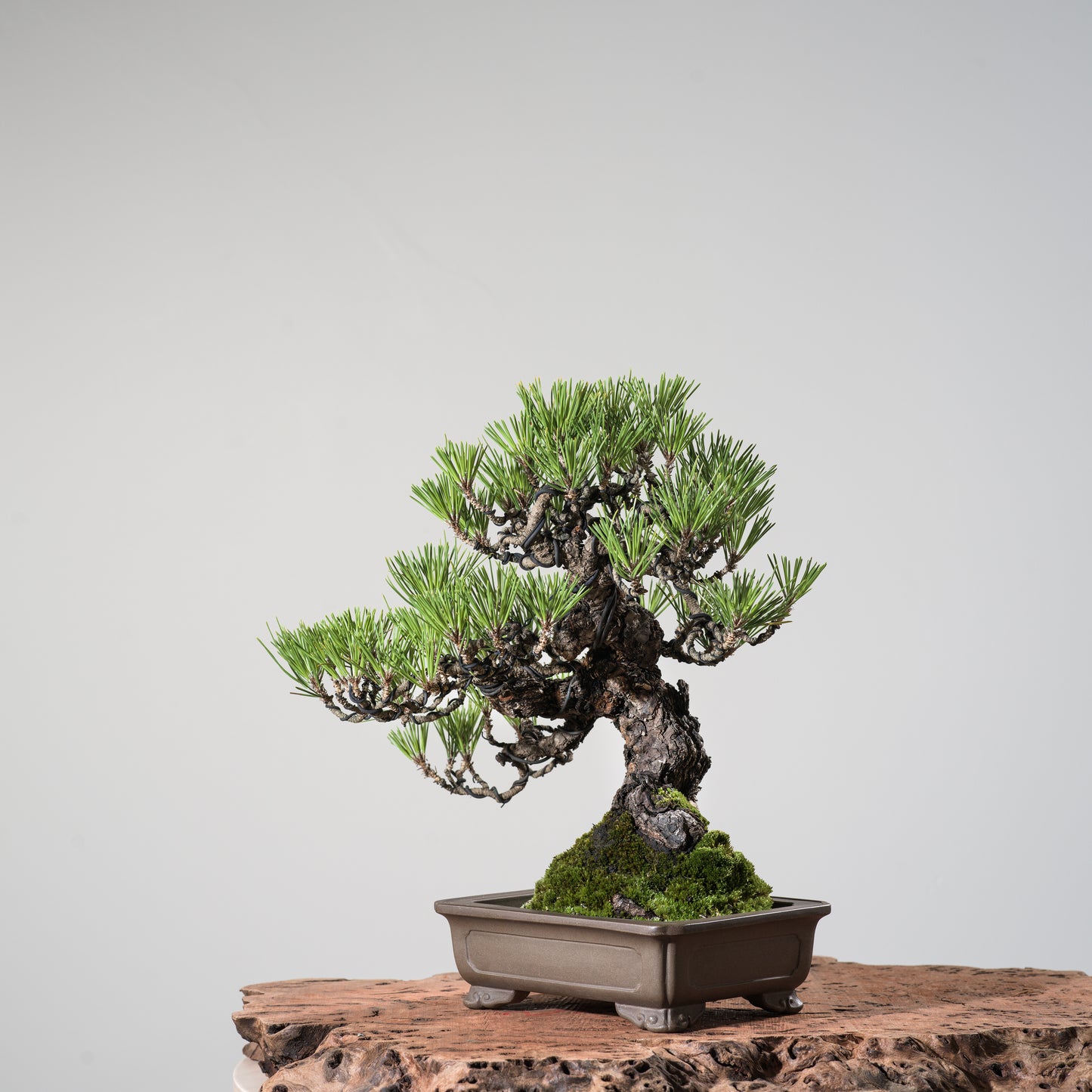 Japanese Black Pine #7