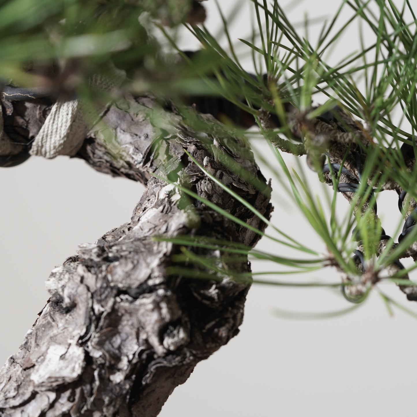 Japanese Black Pine #3