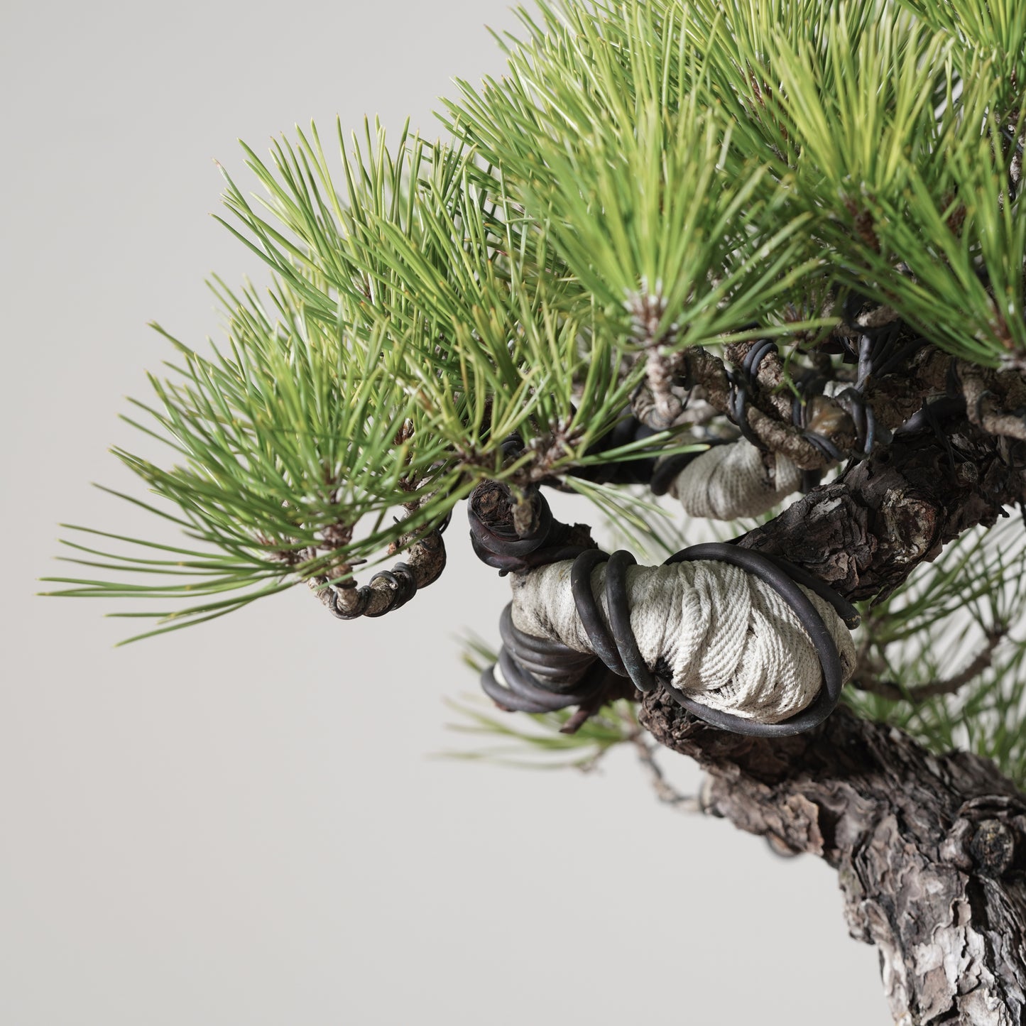 Japanese Black Pine #3