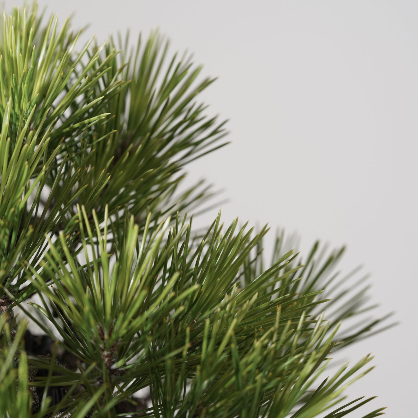 Japanese Black Pine #3