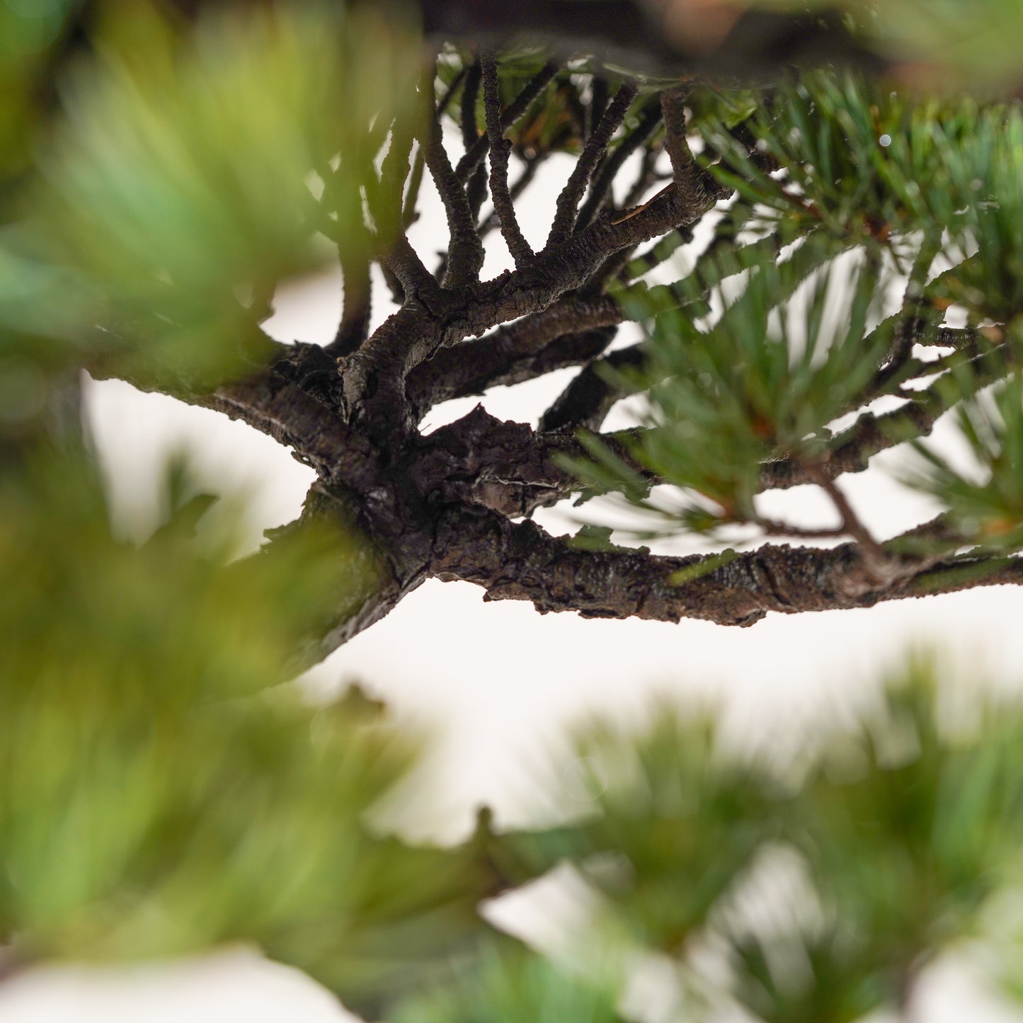 Japanese White Pine #4 "UNKAKU"