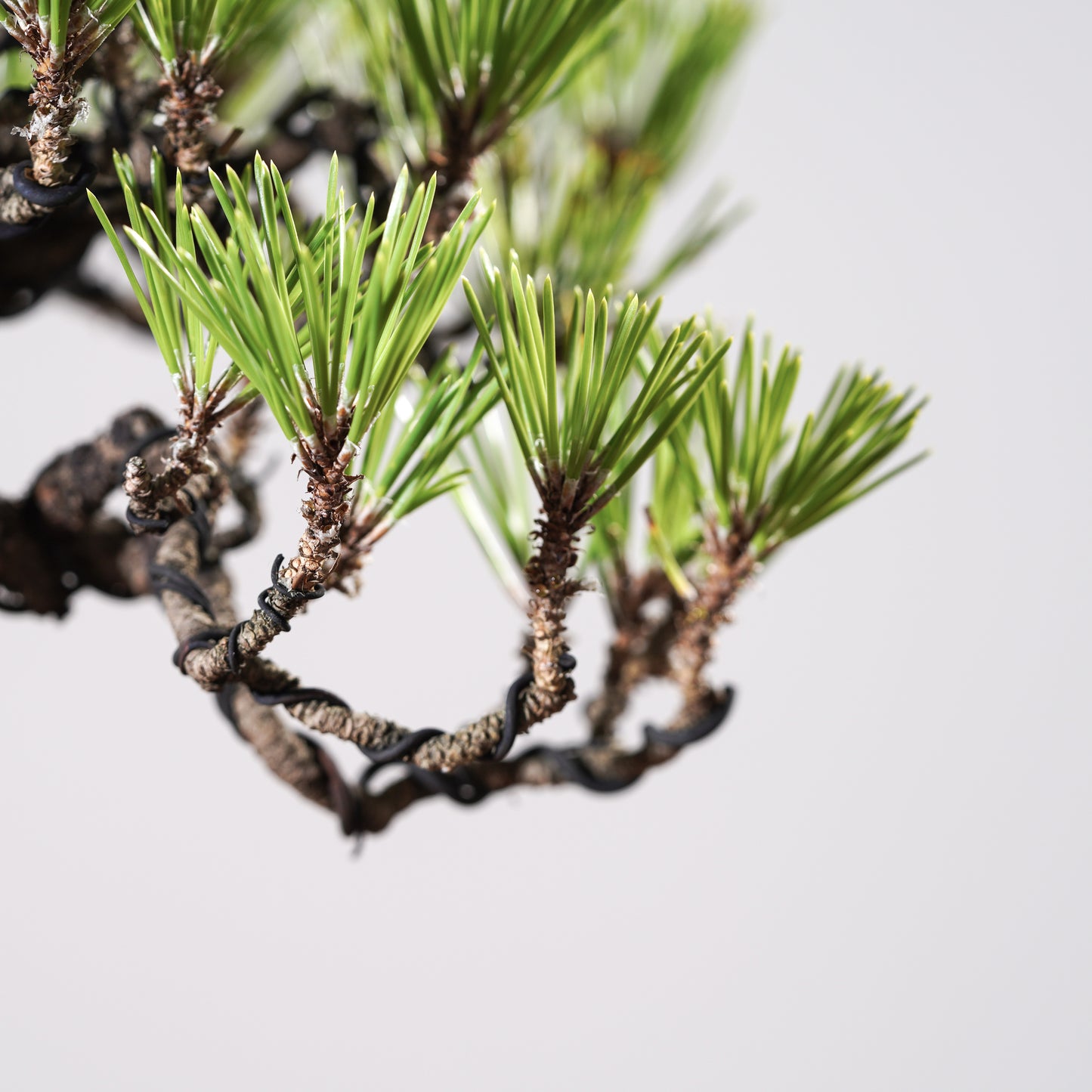 Japanese Black Pine #7