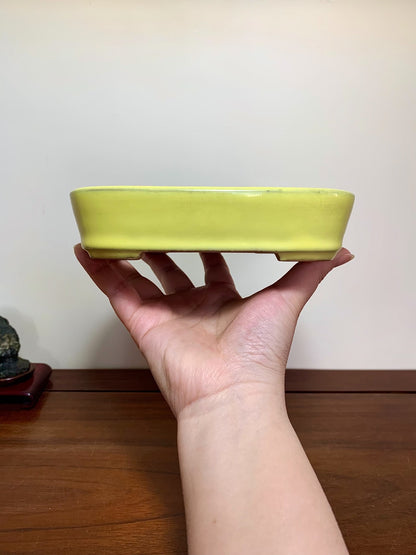 Yellow-Glazed Lower-Band Rectangular Maple Tree Pot by Yamafusa