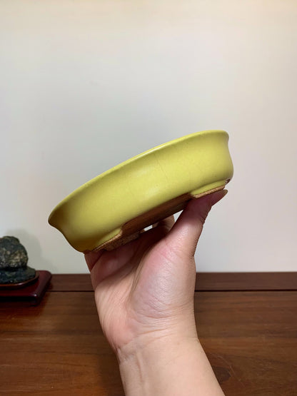 Yellow Glaze Outer Rim Oval Maple Tree Pot by Hattori