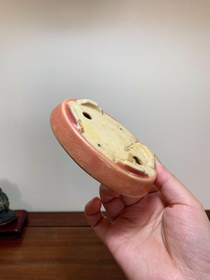 Sōzō Ikkō Peach-Blossom Glaze Oval Japanese Bonsai Pot
