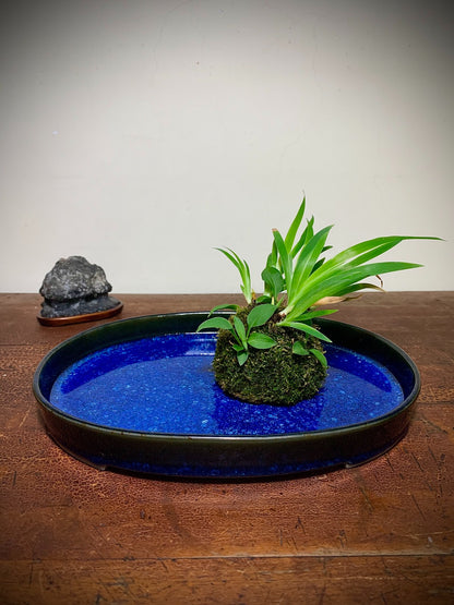 A glossy blue glazed tray holds a moss-covered plant with green leaves, beside a dark grey rock.