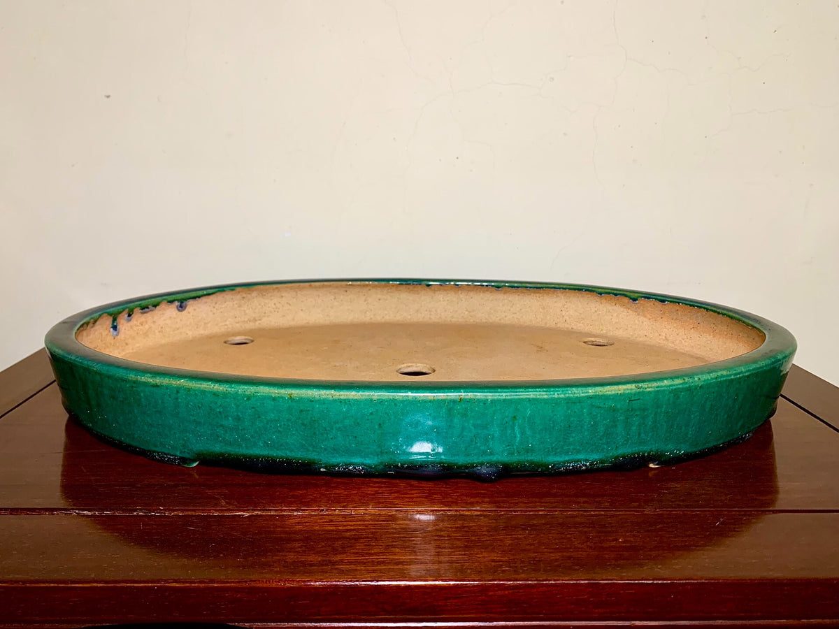 A glossy green glazed oval bonsai pot with a light brown unglazed interior and three drainage holes.