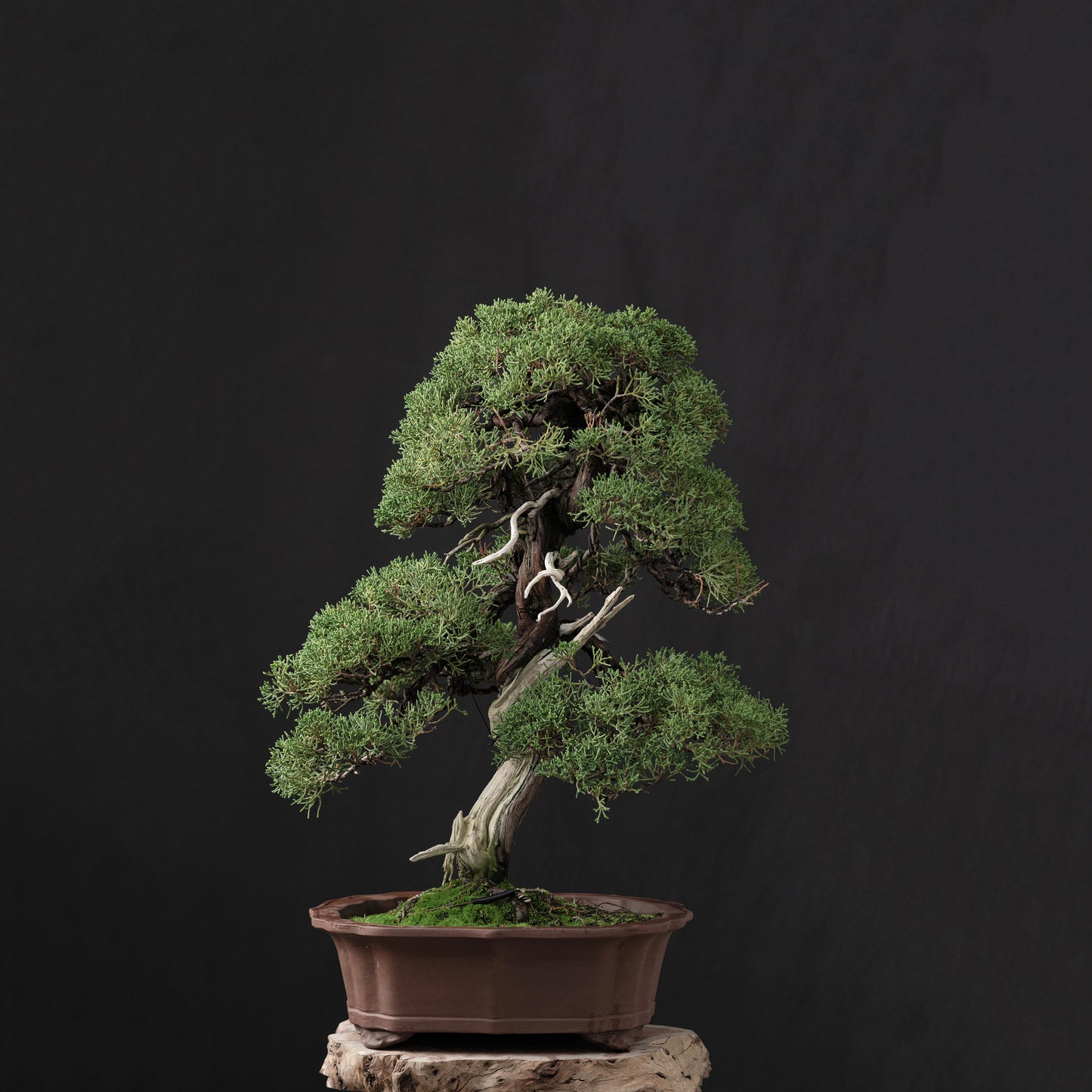 Juniper Shimpaku #5