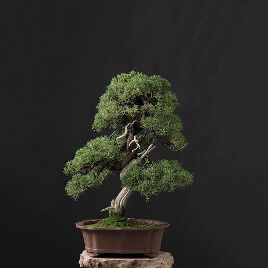 Juniper Shimpaku #5