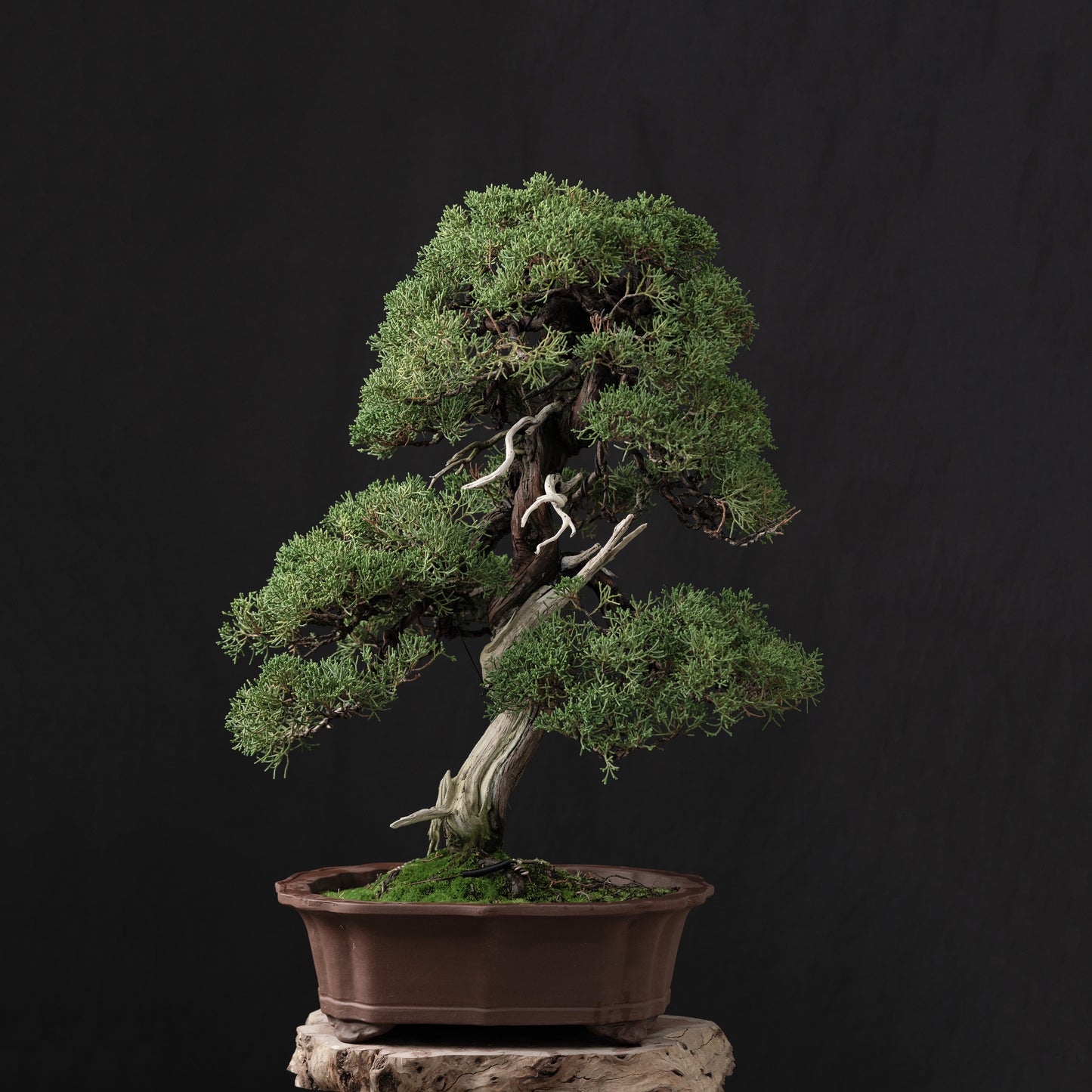 Juniper Shimpaku #5